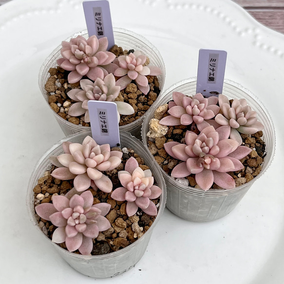 人気種！韓国苗〈美苗〉トリオ！ 多肉植物 ミリナエ錦 3カット 韓国苗 多肉植物 pariʚ