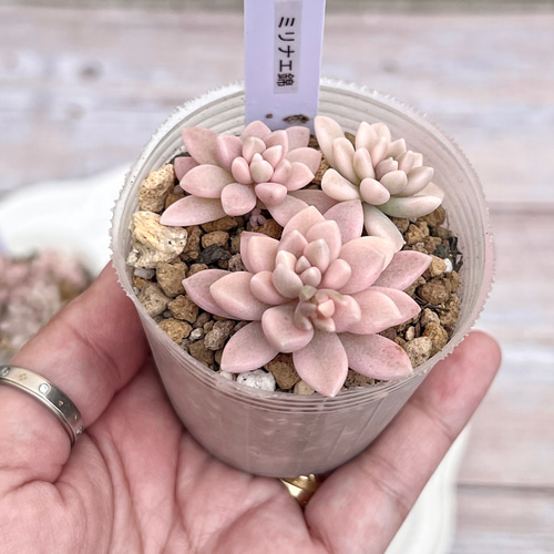 多肉植物 ミリナエ錦 3カット 韓国苗 多肉植物 pariʚ