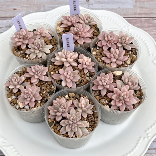 多肉植物 ミリナエ錦 3カット 韓国苗 多肉植物 pariʚ