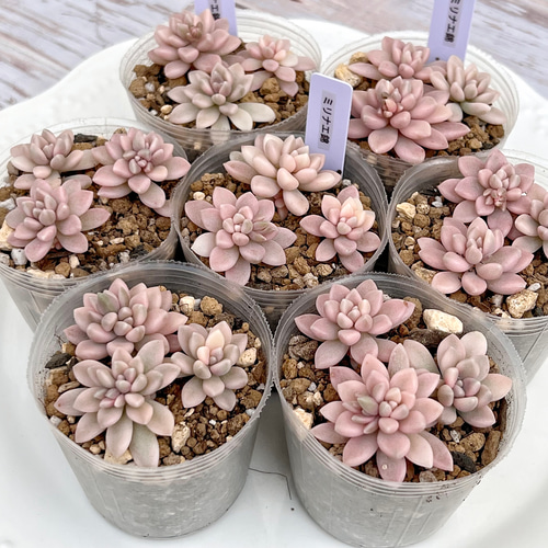 多肉植物 特別価格 オパリナ錦ホワイトピンク覆輪斑 抜き苗 【公式通販】