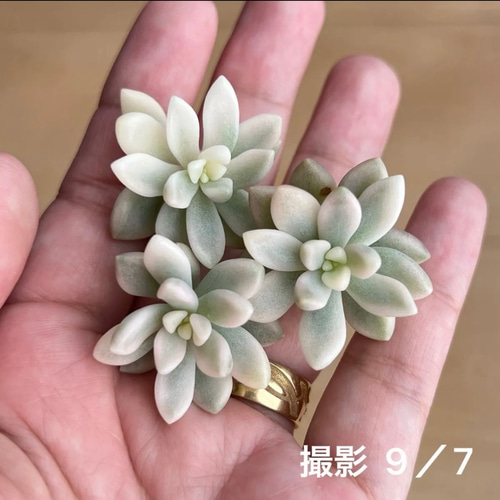 多肉植物 ミリナエ錦 3カット 韓国苗 多肉植物 pariʚ