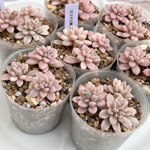 多肉植物 ダウニー錦 韓国苗 1点のみ 多肉植物 ダウニー錦 韓国苗 1