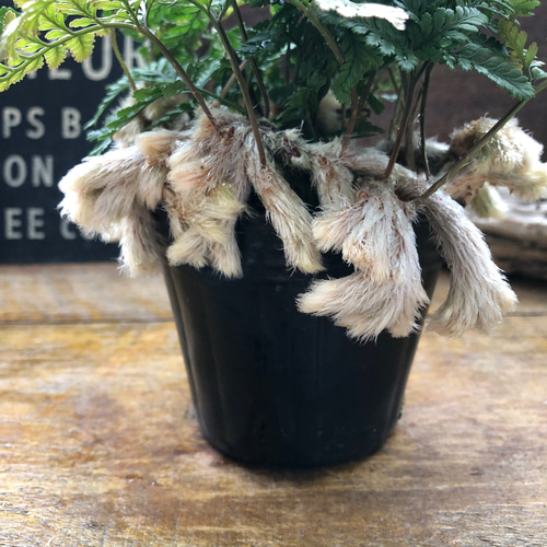 石化トキワシノブ♡猫の手♡盆栽♡縁起物♡インテリア アートフラワー