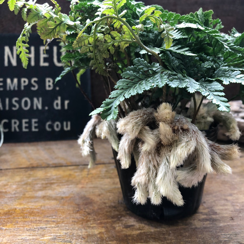 石化トキワシノブ♡猫の手♡盆栽♡縁起物♡インテリア アートフラワー