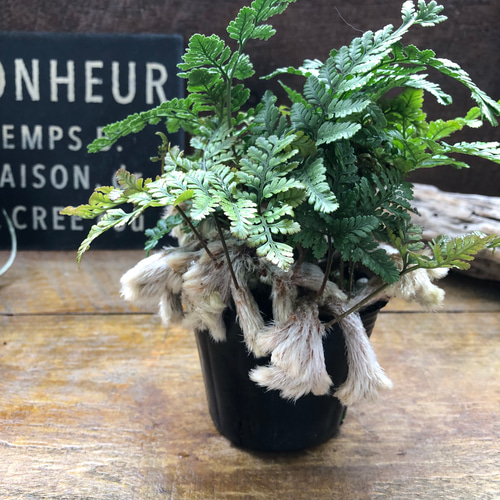 石化トキワシノブ♡猫の手♡盆栽♡縁起物♡インテリア アートフラワー