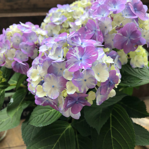 ラブリーデイ♡てまり咲きアジサイ♡ガーデニング♡紫陽花 アート