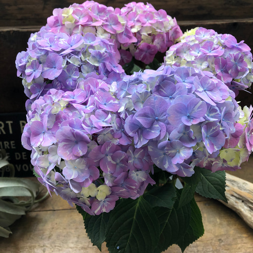 ラブリーデイ♡てまり咲きアジサイ♡ガーデニング♡紫陽花 アート