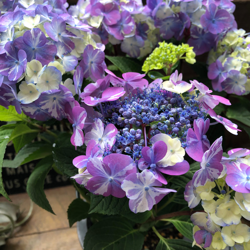 紫陽花 苗　絞り咲き　ラブリーデイ　特大　来年用 紫陽花 苗 絞り咲き ラブリーデイ 特大 来年用 ラブリーデイ♡てまり