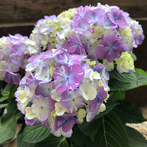 ラブリーデイ♡てまり咲きアジサイ♡ガーデニング♡紫陽花 アート