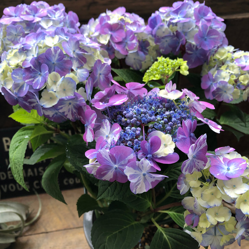 紫陽花 苗　絞り咲き　ラブリーデイ　特大　来年用 紫陽花 苗 絞り咲き ラブリーデイ 特大 来年用