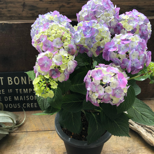 ラブリーデイ♡てまり咲きアジサイ♡ガーデニング♡紫陽花 アート