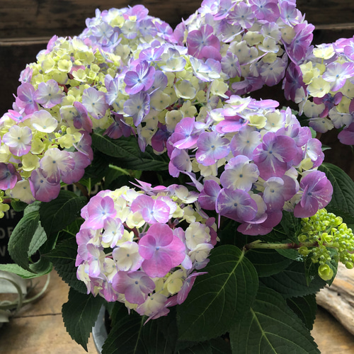 紫陽花 苗　絞り咲き　ラブリーデイ　特大　来年用 紫陽花 苗 絞り咲き ラブリーデイ 特大 来年用 紫陽花 苗 絞り咲き