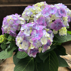 ラブリーデイ♡てまり咲きアジサイ♡ガーデニング♡紫陽花 アート