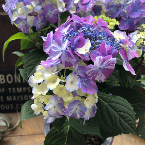 ラブリーデイ♡てまり咲きアジサイ♡ガーデニング♡紫陽花 アート