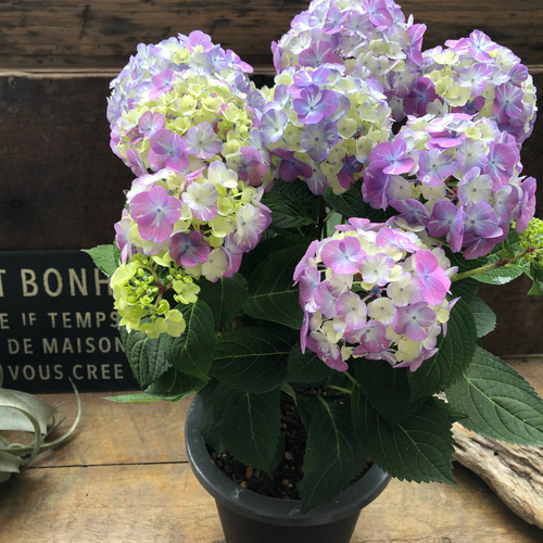 ラブリーデイ♡てまり咲きアジサイ♡ガーデニング♡紫陽花 アート