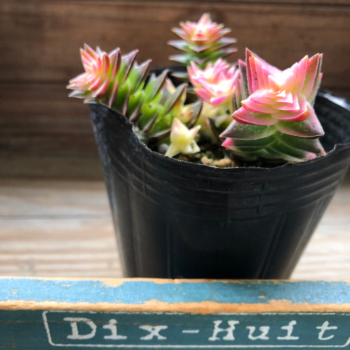 茜の塔錦♡レア品種♡斑入り♡アカネノトウニシキ♡多肉植物♡ アート