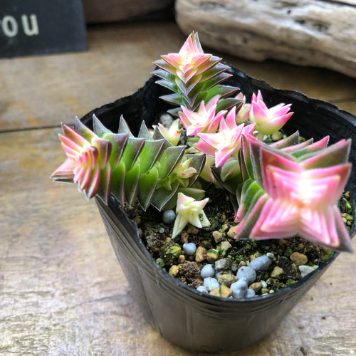 茜の塔錦♡レア品種♡斑入り♡アカネノトウニシキ♡多肉植物♡ アート