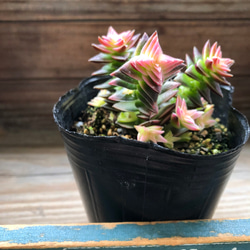 パリジェンヌ♡植物販売 パリジェンヌの販売中作品一覧 | ハンドメイド通販・販売のCreema