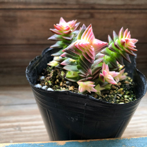 茜の塔錦♡レア品種♡斑入り♡アカネノトウニシキ♡多肉植物♡ アート