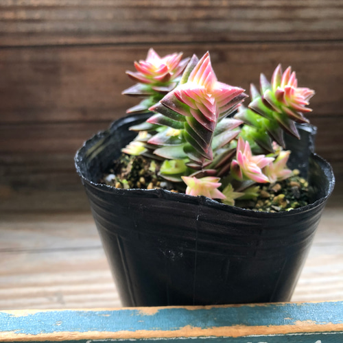 アガベテキラーナ錦 茜の塔錦♡レア品種♡斑入り♡アカネノトウニシキ♡多肉植物♡ アート