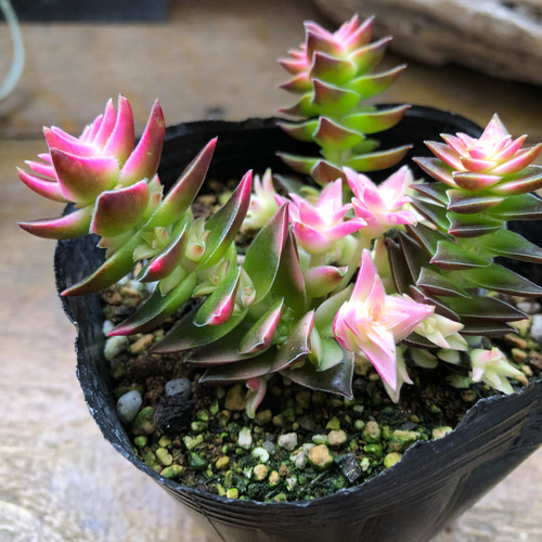 茜の塔錦♡レア品種♡斑入り♡アカネノトウニシキ♡多肉植物♡ アート