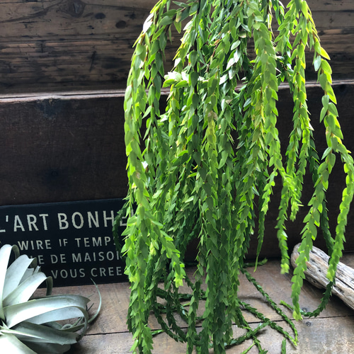 フペルジア♡ヌンムラリフォリア♡Huperzia 観葉植物 珍奇植物 植物