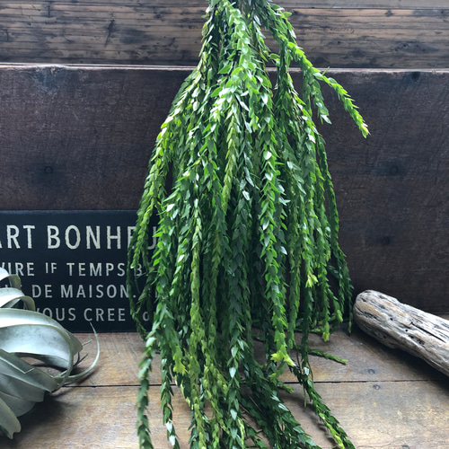 フペルジア♡ヌンムラリフォリア♡Huperzia 観葉植物 珍奇植物 植物