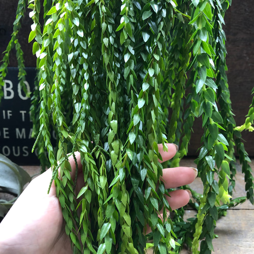 フペルジア♡ヌンムラリフォリア♡Huperzia 観葉植物 珍奇植物 植物