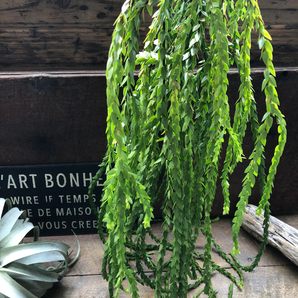 フペルジア♡ヌンムラリフォリア♡Huperzia 観葉植物 珍奇植物 植物