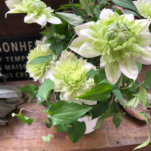 花園♡八重咲き♡クレマチス♡ガーデニング アートフラワー パリ