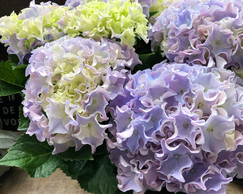 コーラルリーフ♡5号♡紫陽花♡アジサイ♡カップ咲き♡ アートフラワー
