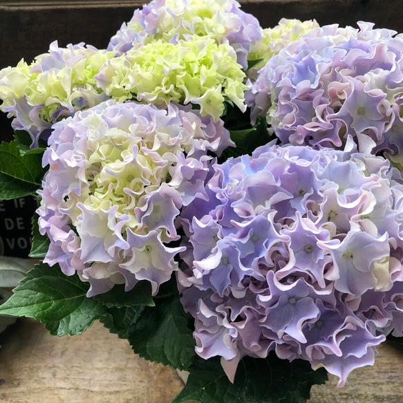 コーラルリーフ♡5号♡紫陽花♡アジサイ♡カップ咲き♡ アートフラワー