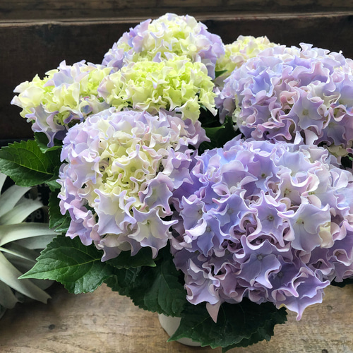 コーラルリーフ♡5号♡紫陽花♡アジサイ♡カップ咲き♡ アートフラワー
