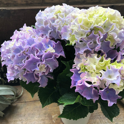 コーラルリーフ♡5号♡紫陽花♡アジサイ♡カップ咲き♡ アートフラワー