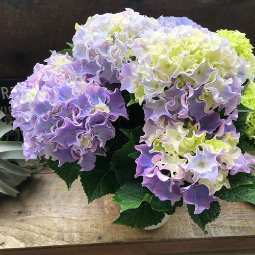 コーラルリーフ♡5号♡紫陽花♡アジサイ♡カップ咲き♡ アートフラワー