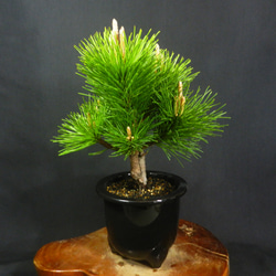 盆栽 ビナンカズラ 美男葛 盆栽 ビナンカズラ 美男葛