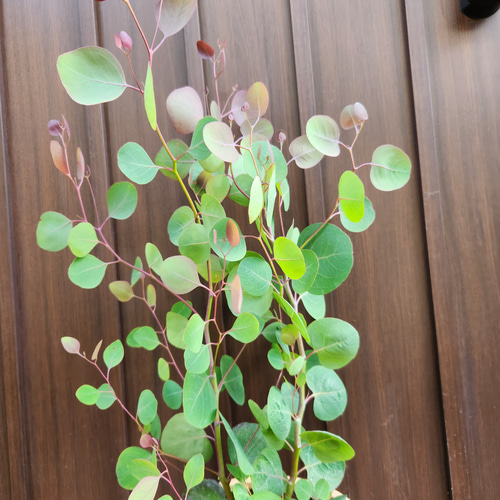 ボリューム株♡ ユーカリポポラス マーブル模様テラコッタ鉢植え 苗木