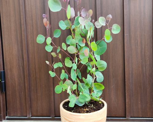 ボリューム株♡ ユーカリポポラス マーブル模様テラコッタ鉢植え 苗木