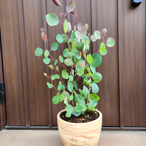 ボリューム株　ユーカリグニー　鉢植え　苗木　シンボルツリー ボリューム株 ユーカリ グニー 鉢植え 苗 シンボルツリーに ボリューム