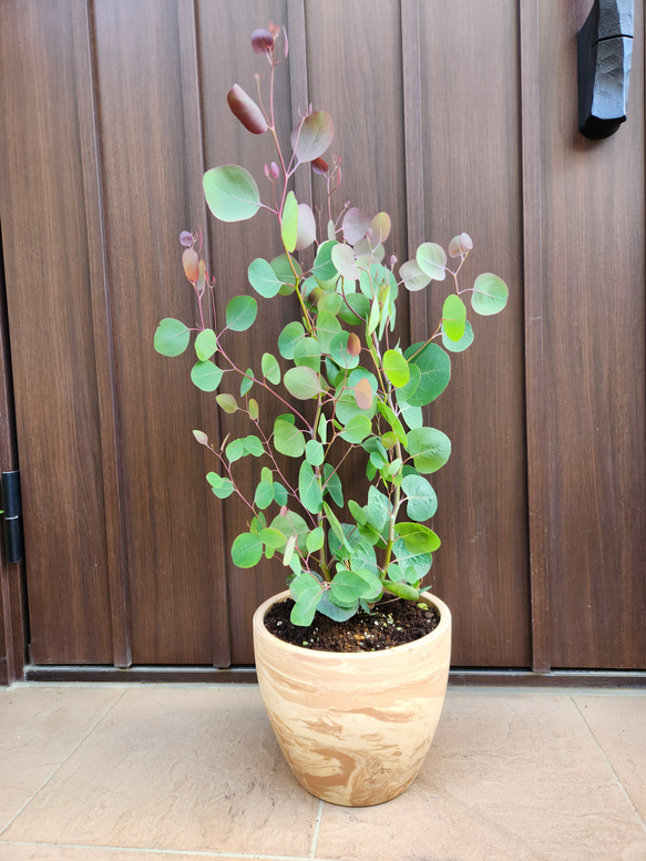ボリューミー♡ ユーカリ　ポポラス　テラコッタ鉢植え　苗 苗木　シンボルツリー ボリューム株♡ ユーカリポポラス マーブル模様テラコッタ鉢植え 苗木