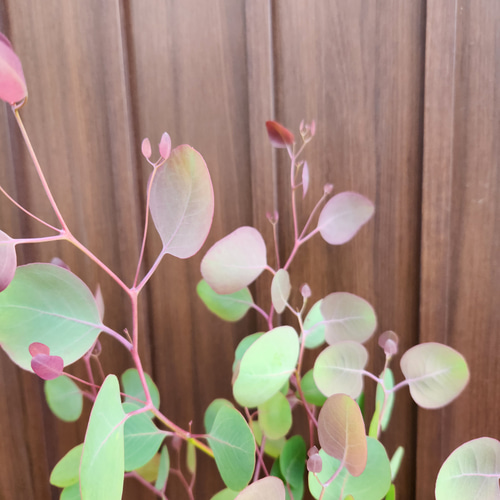 ボリューム株♡ ユーカリポポラス マーブル模様テラコッタ鉢植え 苗木