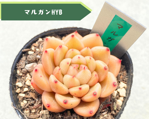 マルガンhy錦　希少　高級品　カット苗　多肉植物　匿名配送 1苗【6cmポット/マルガンhyb】中苗 輸入苗 多肉植物 多肉植物 多肉植物