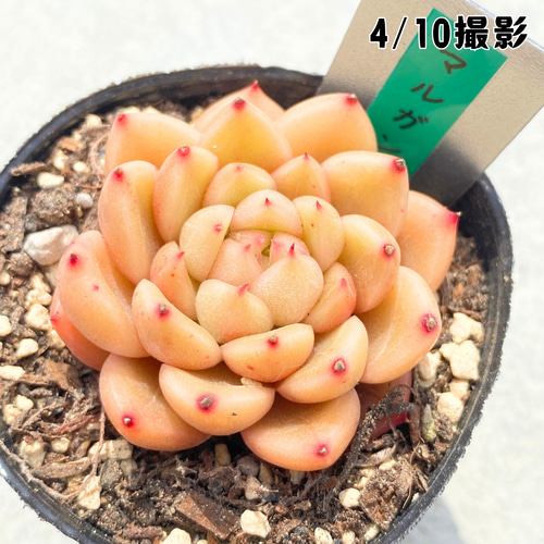 1苗【6cmポット/マルガンhyb】中苗 輸入苗 多肉植物 多肉植物 多肉植物