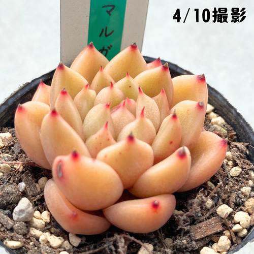 マルガンhy錦　希少　高級品　カット苗　多肉植物　匿名配送 マーベル錦 エケベリア カット苗 | 多肉植物カット苗の通販