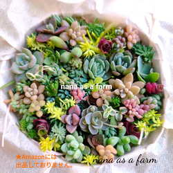 多肉植物 ♡そのまま飾れる寄せ植え♡豪華4点セット♬*° 多肉植物 寄せ植えそのまま飾れる 白ポット取って付き おしゃれ