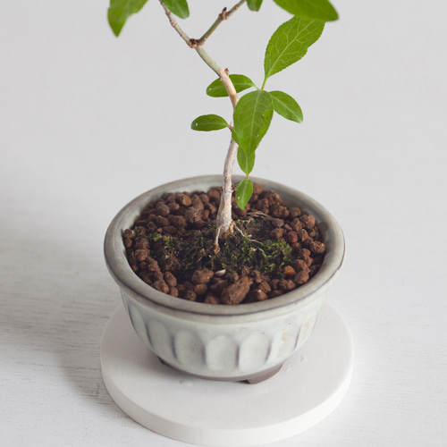 盆栽　真弓　マユミ 真弓（マユミ）荒皮性 / 盆栽、多肉植物、塊根植物、観葉植物通販