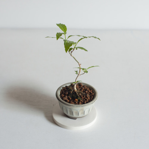 ミニ盆栽 真弓 (マユミ) 実生 盆栽 ikona 通販 19236723｜Creema(クリーマ)