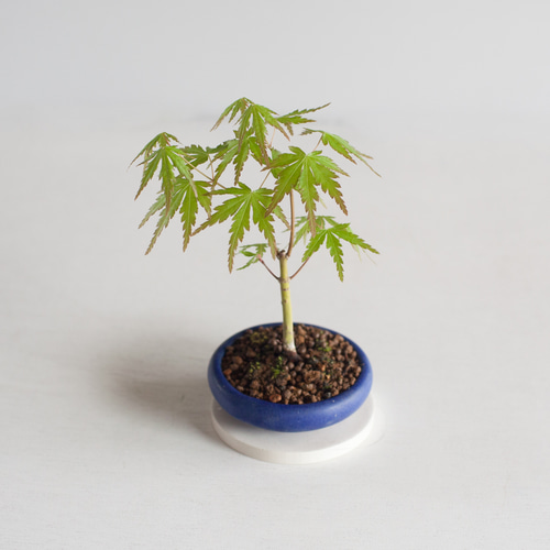 ミニ紅葉盆栽 芽出しの綺麗な茜もみじ。 あと4鉢は増やしたい木。 ・ #盆栽 #ミニ