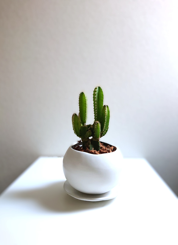 ○数量限定○ 希少 かわいい ”サボテン フロリダカクタス クラフト