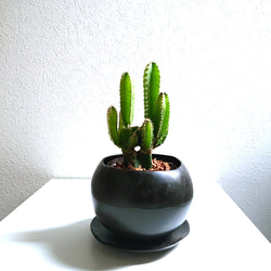 ブラックフライデーセール 現品販売 カクタスグリーン 鉢ごと タグ付き ○数量限定○ 希少 かわいい ”サボテン フロリダカクタス クラフト